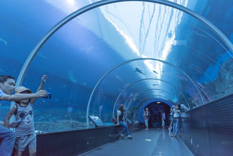 Shark Seas＠S.E.A. Aquarium-1